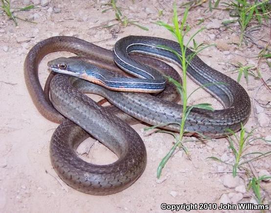 Schott's Whipsnake (Coluber schotti schotti)