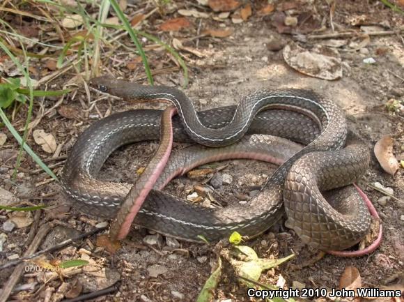 Schott's Whipsnake (Coluber schotti schotti)