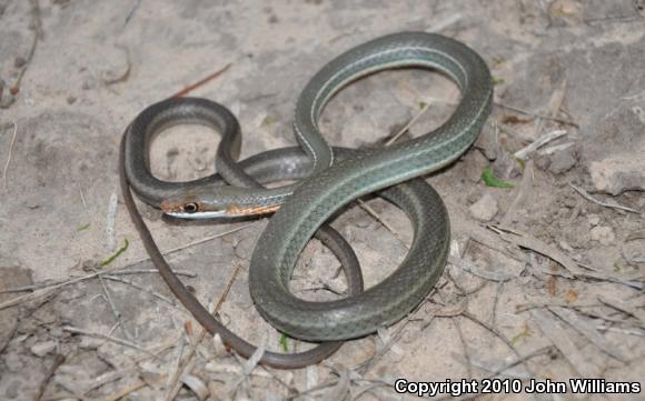 Schott's Whipsnake (Coluber schotti schotti)