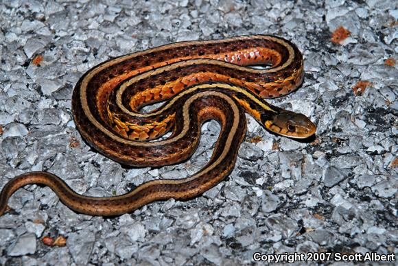 Eastern Gartersnake (Thamnophis sirtalis sirtalis)