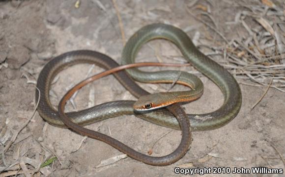 Ruthven's Whipsnake (Coluber schotti ruthveni)