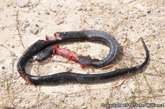 Texas Indigo Snake (Drymarchon melanurus erebennus)