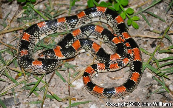 Western Long-nosed Snake (Rhinocheilus lecontei)