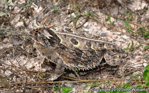 Texas Horned Lizard (Phrynosoma cornutum)