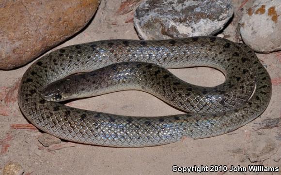 Tamaulipan Hook-nosed Snake (Ficimia streckeri)