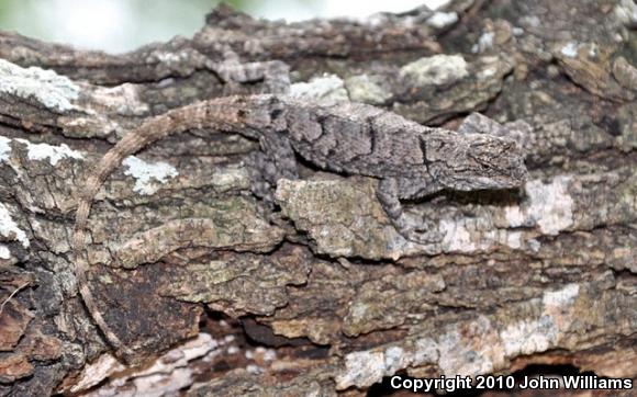 Mesquite Lizard (Sceloporus grammicus microlepidotus)