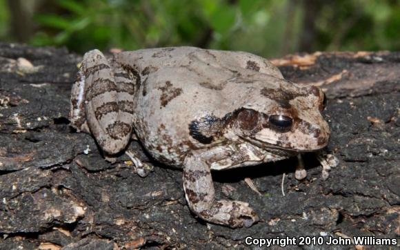 Mexican Treefrog (Smilisca baudinii)