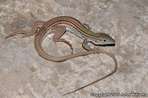 Texas Spotted Whiptail (Aspidoscelis gularis gularis)