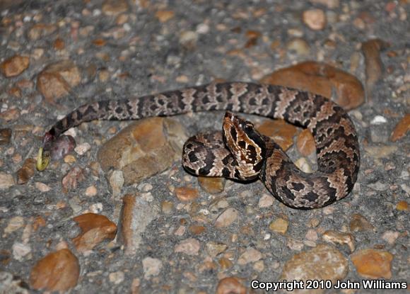 Western Cottonmouth (Agkistrodon piscivorus leucostoma)