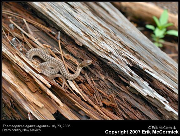 Wandering Gartersnake (Thamnophis elegans vagrans)