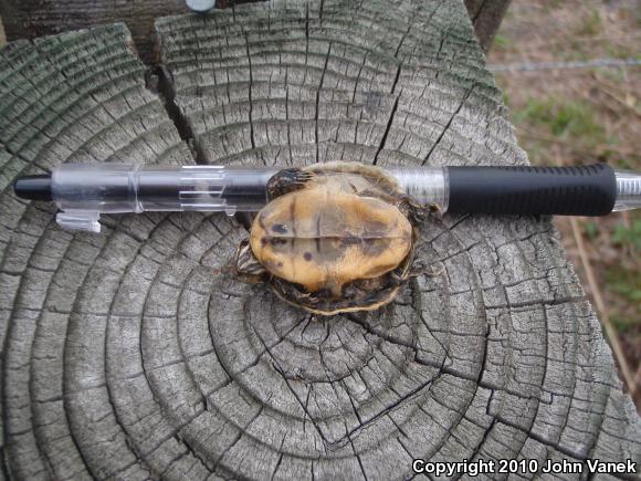 Eastern River Cooter (Pseudemys concinna concinna)