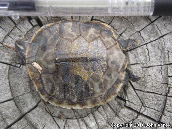 Eastern River Cooter (Pseudemys concinna concinna)