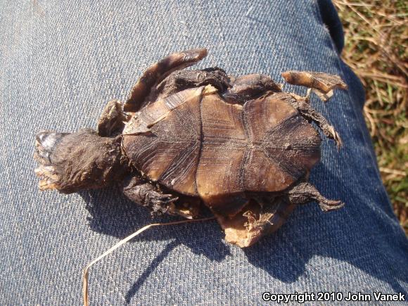 Eastern Mud Turtle (Kinosternon subrubrum subrubrum)