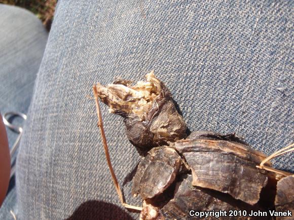 Eastern Mud Turtle (Kinosternon subrubrum subrubrum)