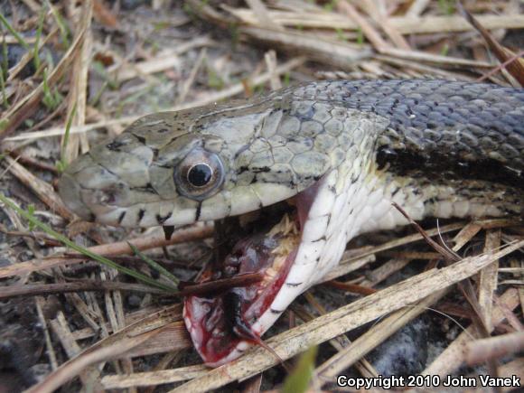 Eastern Ratsnake (Pantherophis alleghaniensis)