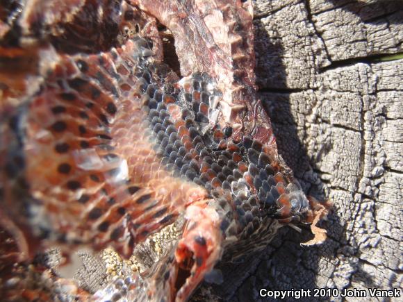 Common Rainbow Snake (Farancia erytrogramma erytrogramma)