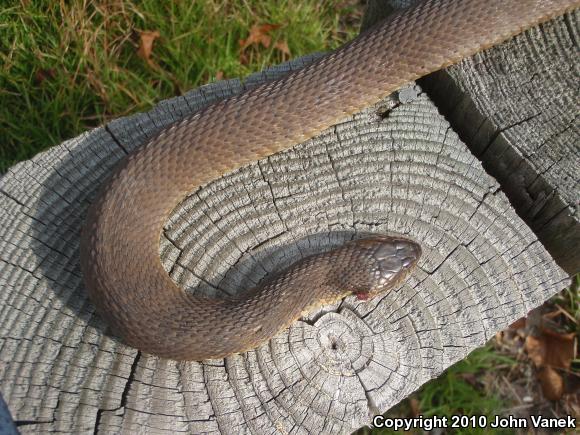 Red-bellied Watersnake (Nerodia erythrogaster erythrogaster)