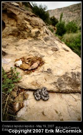 Mottled Rock Rattlesnake (Crotalus lepidus lepidus)