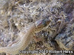 Desert Night Lizard (Xantusia vigilis vigilis)