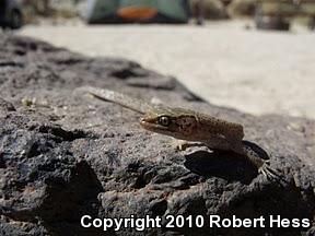 Desert Night Lizard (Xantusia vigilis vigilis)