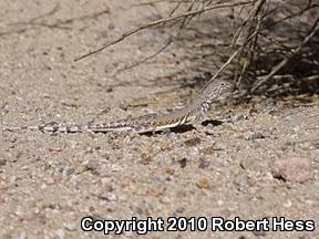 Western Zebra-tailed Lizard (Callisaurus draconoides rhodostictus)