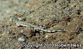 Western Zebra-tailed Lizard (Callisaurus draconoides rhodostictus)