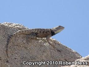 Yellow-backed Spiny Lizard (Sceloporus uniformis)