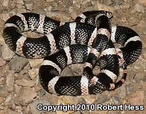 Western Long-nosed Snake (Rhinocheilus lecontei)