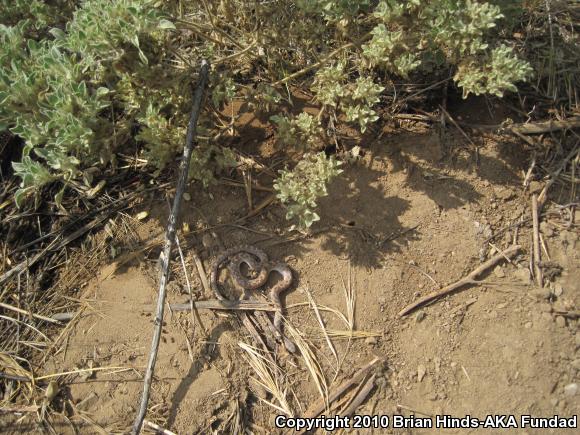 San Diego Nightsnake (Hypsiglena ochrorhyncha klauberi)