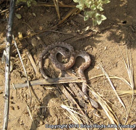 San Diego Nightsnake (Hypsiglena ochrorhyncha klauberi)