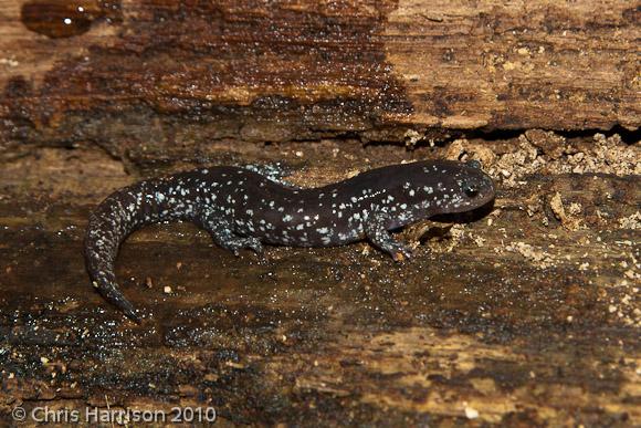 Small-mouthed Salamander (Ambystoma texanum)