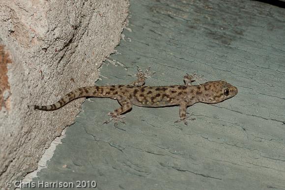 Turkish House Gecko (Hemidactylus turcicus turcicus)