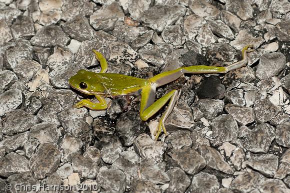 Green Treefrog (Hyla cinerea)