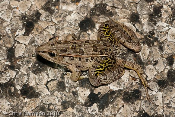 Southern Leopard Frog (Lithobates sphenocephalus utricularius)