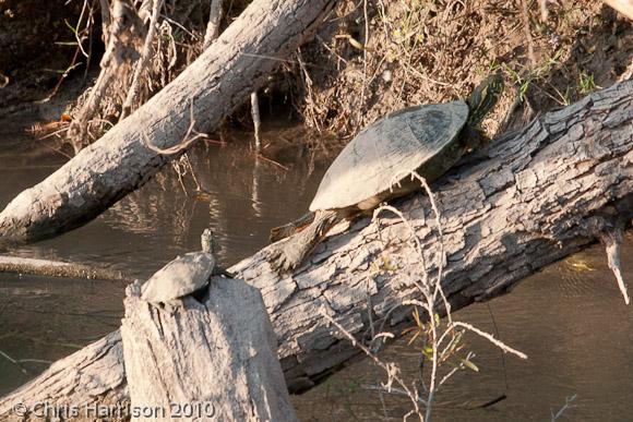 Texas Cooter (Pseudemys texana)