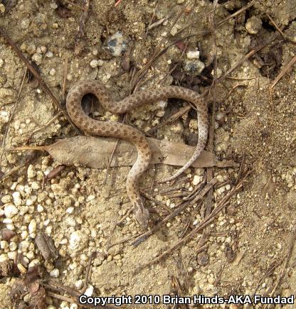 San Diego Nightsnake (Hypsiglena ochrorhyncha klauberi)