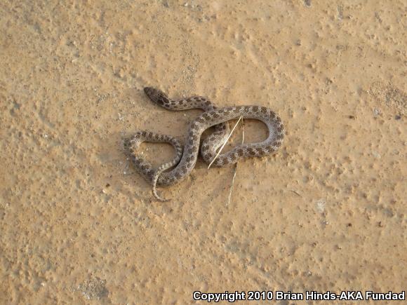 San Diego Nightsnake (Hypsiglena ochrorhyncha klauberi)