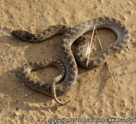 San Diego Nightsnake (Hypsiglena ochrorhyncha klauberi)