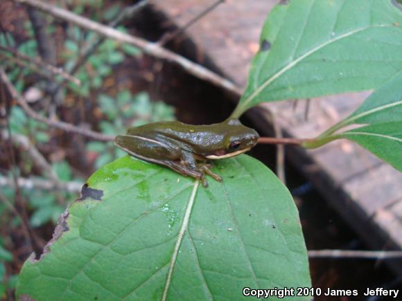 Green Treefrog (Hyla cinerea)