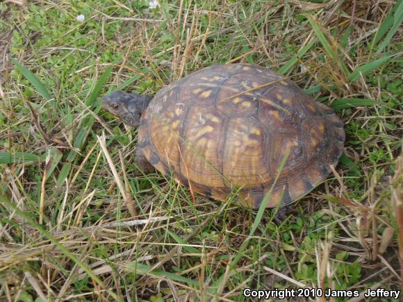 Eastern Box Turtle (Terrapene carolina)