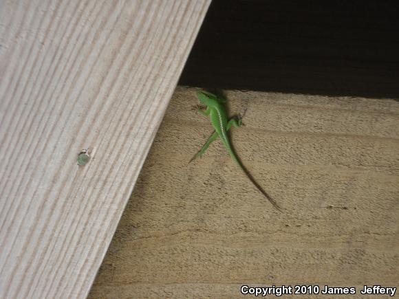 Northern Green Anole (Anolis carolinensis carolinensis)