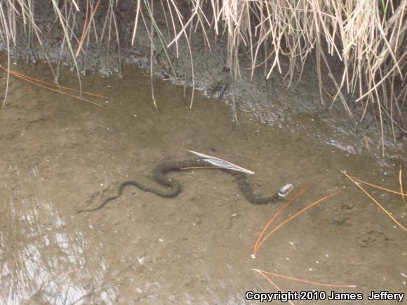 Southern Watersnake (Nerodia fasciata)