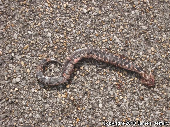 Western Cottonmouth (Agkistrodon piscivorus leucostoma)