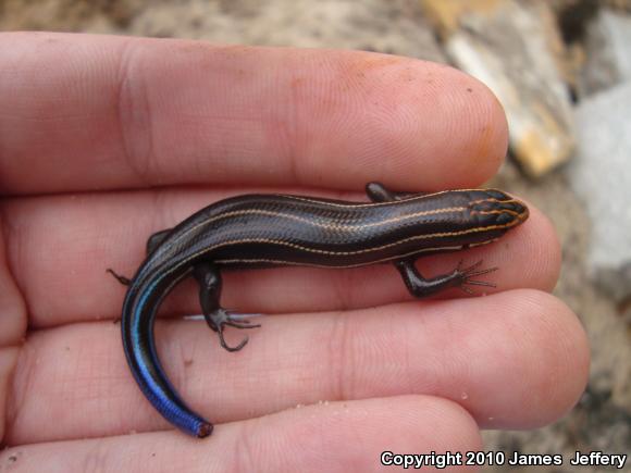 Southeastern Five-lined Skink (Plestiodon inexpectatus)