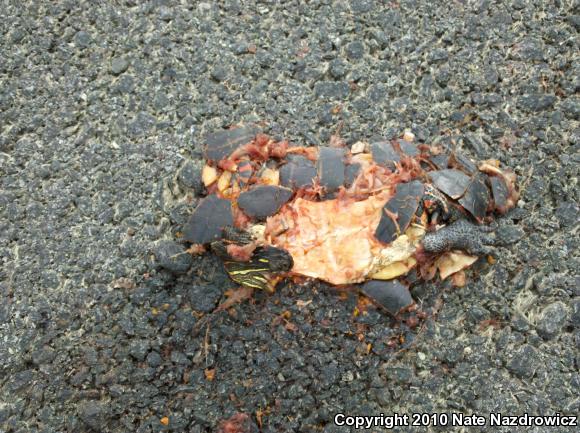 Eastern Painted Turtle (Chrysemys picta picta)