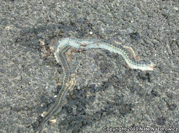 Eastern Gartersnake (Thamnophis sirtalis sirtalis)