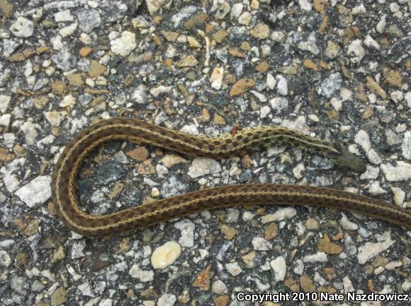 Eastern Gartersnake (Thamnophis sirtalis sirtalis)