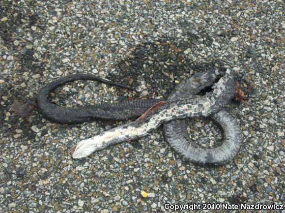 North American Ratsnakes (Pantherophis)