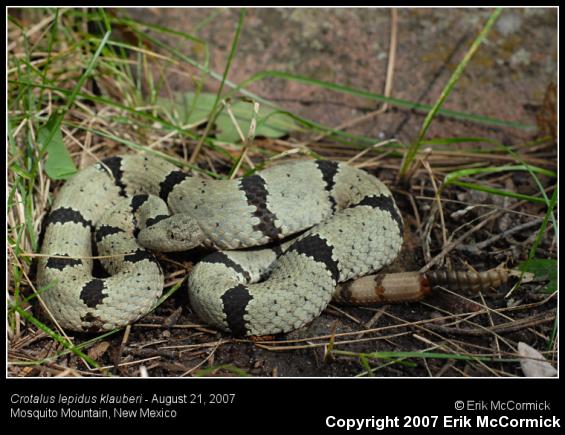 Banded Rock Rattlesnake (Crotalus lepidus klauberi)