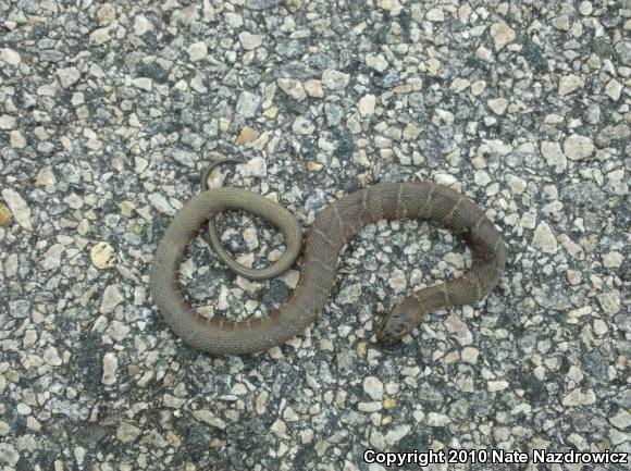 Northern Watersnake (Nerodia sipedon sipedon)